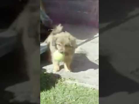 Animal rights group steal homeless man's puppy