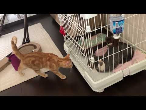 【ねこ動画】先住猫と新入り猫の対面