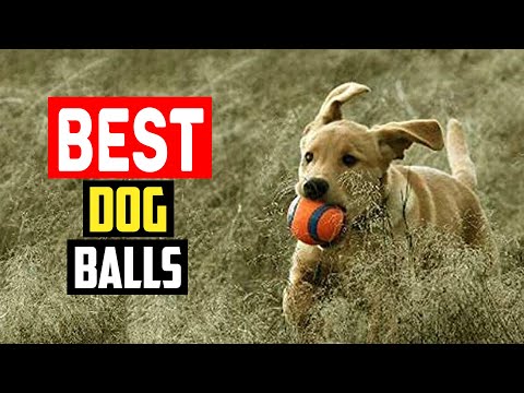 ✅ Top 5 Best Dog Balls Reviews in 2023