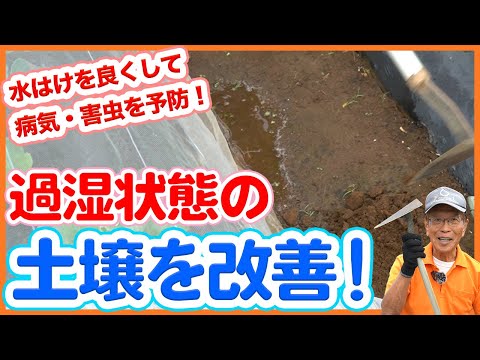 家庭菜園や農園の秋冬野菜栽培で長雨による過湿状態の土壌を改善！水はけを良くして病害虫や根腐れを予防する方法を徹底解説！【農園ライフ】