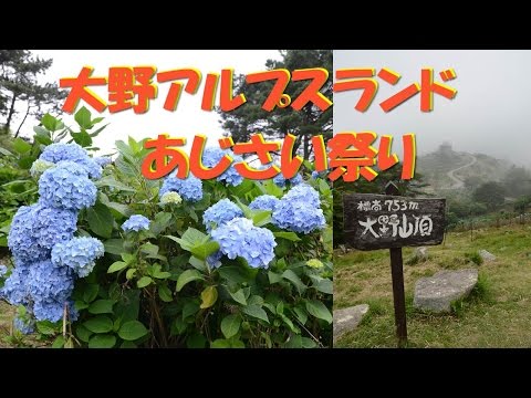 【Kansai Outing Spot】Hydrangea Festival of Ohno Alps Land