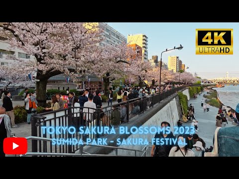 Tokyo Cherry Blossom 2023: Exploring the Sumida Park Sakura Festival [4K]!