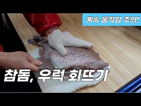 참돔, 우럭, 방어 회뜨기 영상(노량진 수산시장)