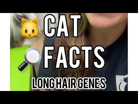 Neat Cat Facts ~ Long Hair Gene