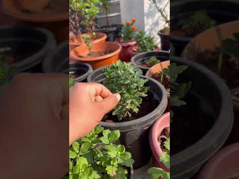 Do chrysanthemum plants pinching now#youtubeshorts youtubeshorts #flowers ##chrysanthemumflower