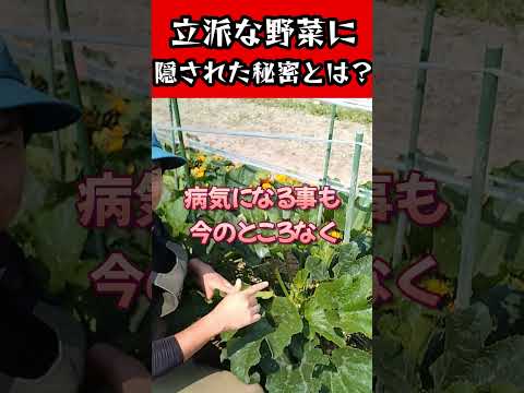 ◯◯な苗は順調に育つのか!?#家庭菜園 #農業 #園芸 #栽培