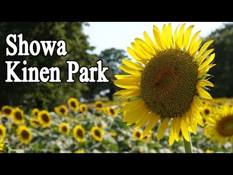 Tachikawa showa kinen park；Sunflowwer,2019 smmer - 昭和記念公園の満開のひまわり畑