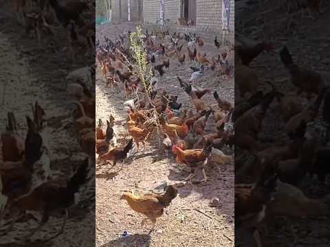 Free Range Desi murgi || Sonali Murgi palan #freerangechickenfarming #chicken #shorts