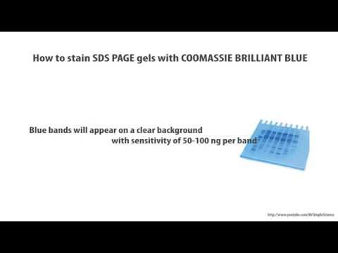 How to stain  SDS PAGE gel in coomassie blue - HD