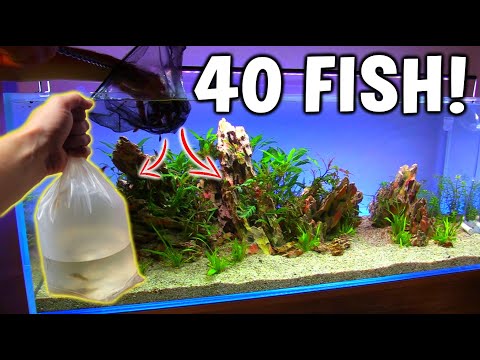 Adding 40 NEW FISH To My Planted Tanks! |AQUAPROS|