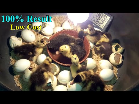 DIY - HOMEMADE INCUBATOR FOR DUCK EGGS | HOW TO MAKE AN EGG INCUBATOR 100% WORKS | YOU CAN DO THIS