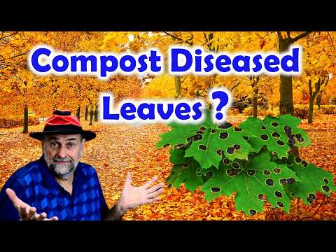 Should You Compost Diseased Leaves?