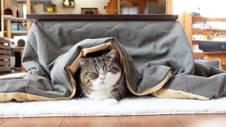 令和のこたつねこ。-Kotatsu Maru 2024.-