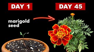 Growing Marigold Flower From Seed - 45 Days Time Lapse