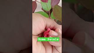 Beautiful Home flowers and Petals..,#subscribe #houseplants #garden #nature