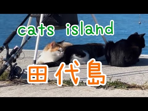 早く釣ってください。腹減りましたPlease catch some fish quickly. I'm hungry.　【田代島】【２０２４秋】【猫島巡り】