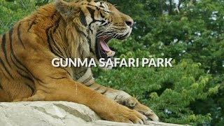 Gunma Safari Park, Gunma | One Minute Japan Travel Guide