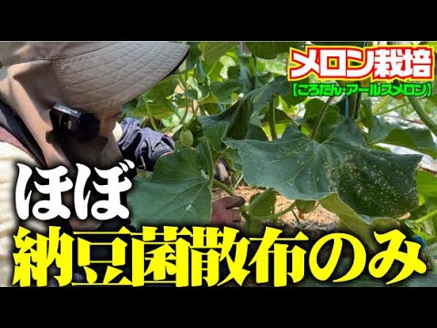 【やっぱり納豆菌は最強】追肥もやってないのにこんなにメロンの葉が立派に育っています【ころたん】【四万十の初夏】