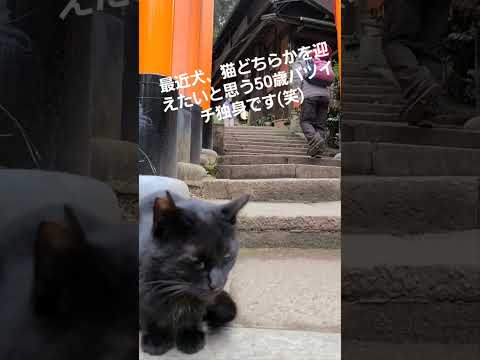 #猫 #癒し #伏見稲荷大社 #decoyoshida #cat #healing