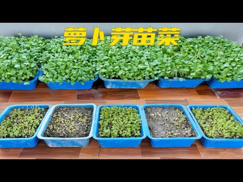 手把手教你在家种植芽苗菜，方法简单，新手叶能学会