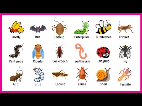 50+ Insects Name  for Kids to Improve Your Bugs Vocabulary | English for Kids and Children