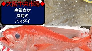 【中央市場】深海高級食材に春を告げるシラウオが入荷