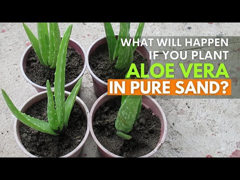 Planting Aloe vera in Pure Sand