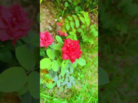 vermilion + red colour Rose #homegarden 21052024 #trending #natural