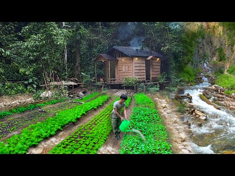 2 Year Living off grid in forest, gardening, harvest asparagus, Harvest vegetable go market sell