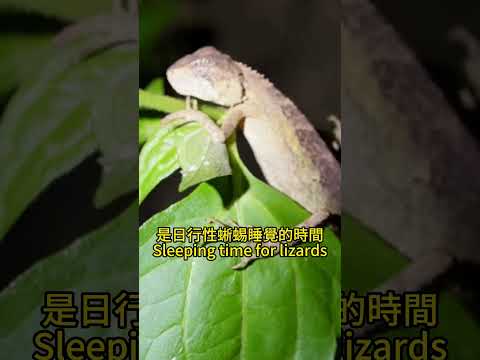 Lizards Sleeping At Night! 夜晚睡覺的蜥蜴!  #lizard #herping  #nature #night #wildlife