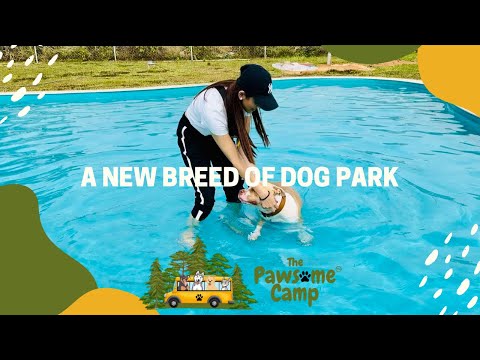 The Pawsome Camp | Bangalore | Dog Park | Dog Cafe | Doggie School Bus | Dog Boarding | Dog Pool