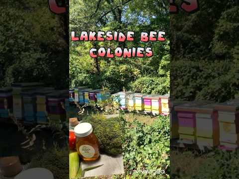 Lots of Bees| I visit a bee colony #bees #beecolony #explorer #subscribe #lakeside #rva #local