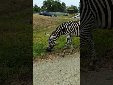 😍😍#zebra #wildlife #safari #animals #nature #africa #giraffe #wild