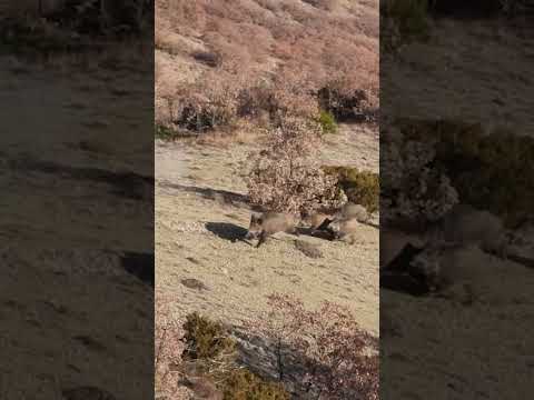 Dangerous Encounter with Wild Boars! 🐗 #wildlife #wildboar #shorts