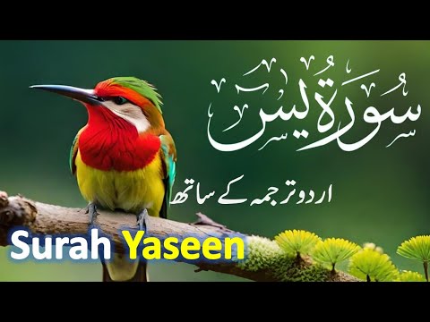 Surah Yasin ( Yaseen ) with Urdu Translation | Quran Tilawat Beautiful | Ep 003 | Urdu Hindi Tarjuma