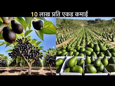 70 एकड़ मक्खन फल के बागान से प्रति एकड़ 10 लाख की कमाई || एवोकाडो खेती India Avocado plant Farming