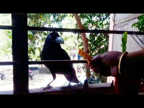 Feeding a wild raven #shorts #youtubeshorts