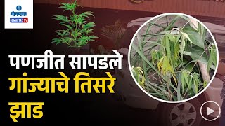 3rd Ganja Plant Found in Panjim - पणजीत सापडले गांज्याचे तिसरे झाड | Gomantak TV