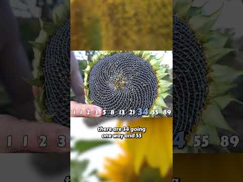 Nature's Golden Ratio: Sunflowers and the Fibonacci Sequence