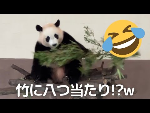 【急展開w】え??突然..竹をぶん投げた😂テンション不明すぎw子パンダ楓浜🍁