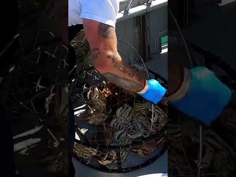 Crabbing Was Great! #dungenesscrab #pacificocean #charter