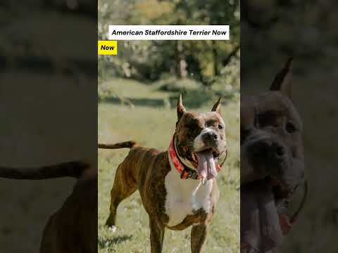 Dog Breeds 100 Years Ago vs. Now #americanstaffordshireterrier #chihuahua