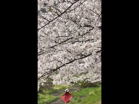 超浪漫 の 角館櫻花吹雪 🌸（請開聲音）2024/4/18 手機錄影