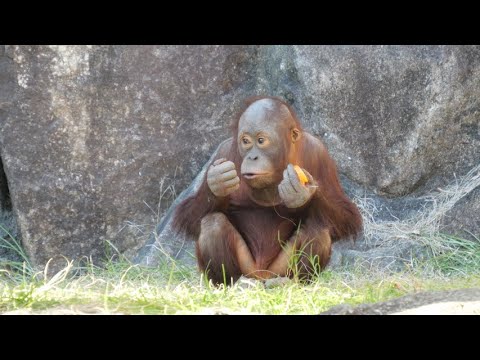 Api and Hoppy play with tires　Tama Zoo Orangutan 202412