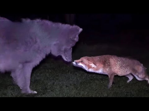 A WILD FOX & A WOLF MAKE FRIENDS ~ A True Story