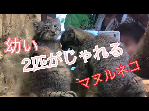 幼い2匹でじゃれる！マヌルネコ 那須どうぶつ王国 / japan tochigi cat / Otocolobus manul / Pallas's cat