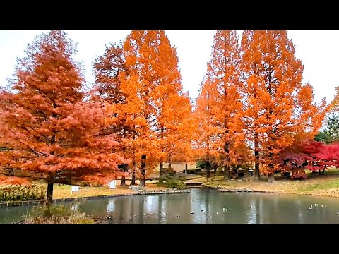 【fall foliage　Maehira Park　前平公園・紅葉】　岐阜県美濃加茂市　2024年12月7日（土）　Gifu-Japan