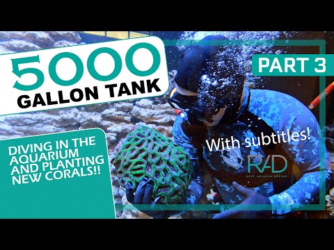 5000 GALLON REEF AQUARIUM IN FORT LAUDERDALE, FLORIDA BY REEF AQUARIA DESIGN PART 3