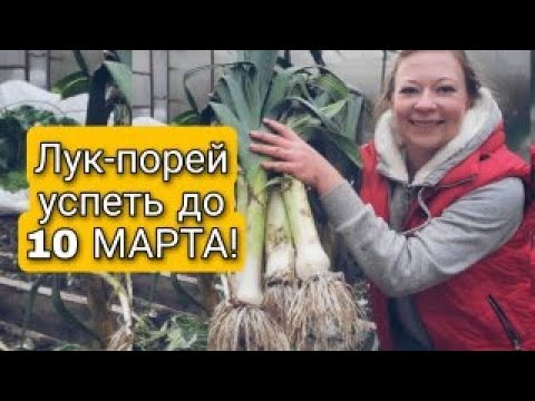 УСПЕВАЙТЕ ПОСЕЯТЬ ЛУК-ПОРЕЙ ДО 10 МАРТА | Светлана Самойлова