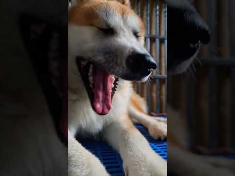 【癒し動画】秋田犬　秋田犬もふもふ　秋田犬７ヶ月　秋田犬ゴン太　#shorts